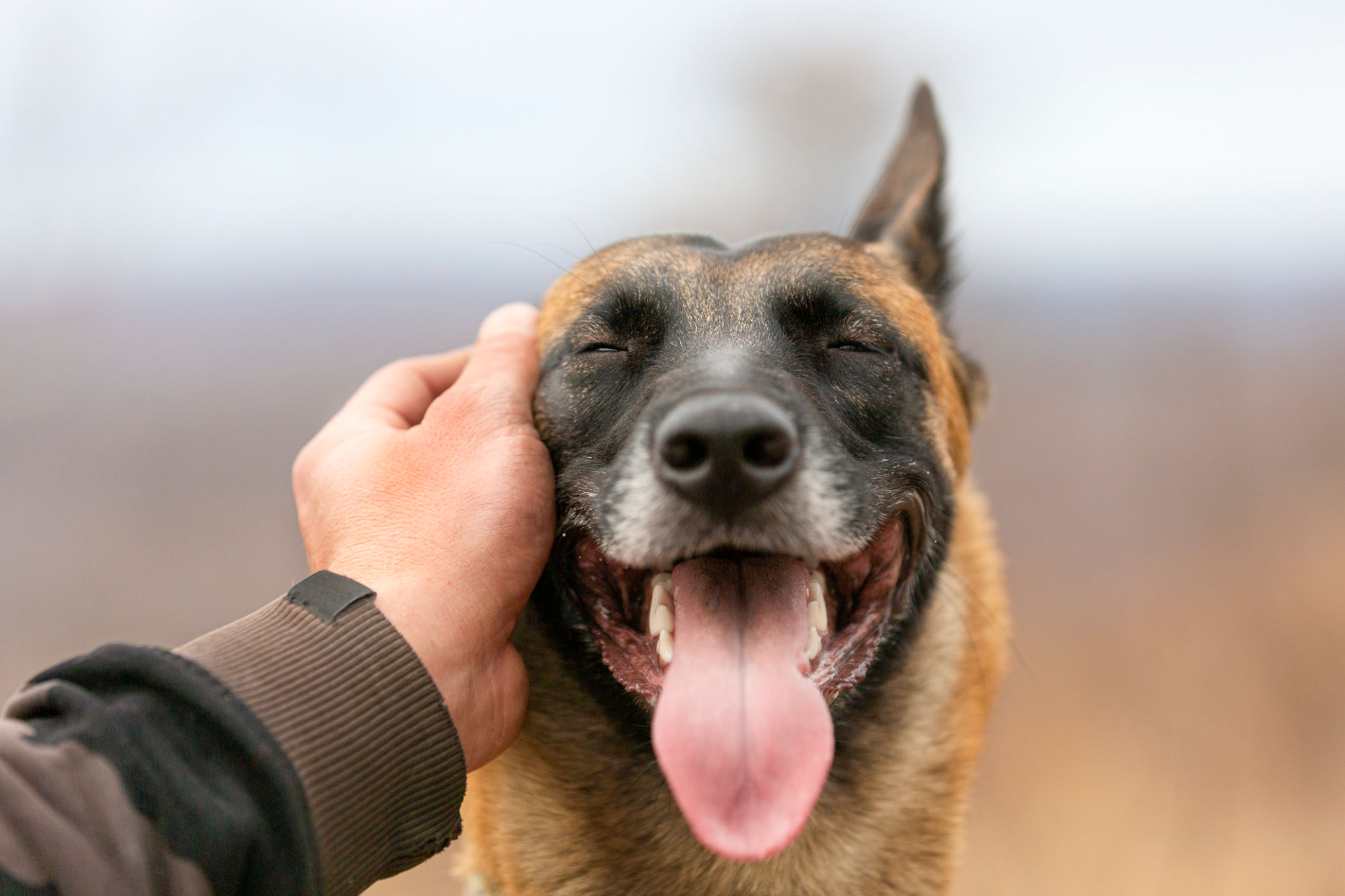 Man's hand is stroking a dog and helping with anxiety Man's hand is stroking a dog and helping with anxiety