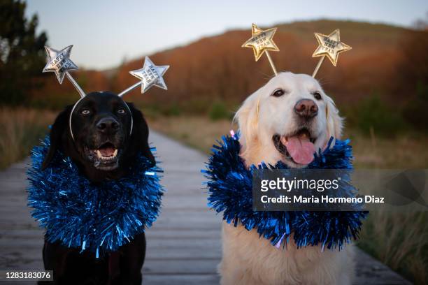 two dog friends at christmas - new year 2019 stock-fotos und bilder
