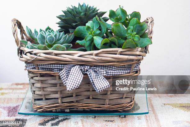 a basket of succulents - echeveria stock pictures, royalty-free photos & images