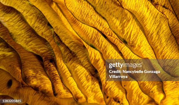 bright yellow textured hosta leaf - yellow nature stock-fotos und bilder