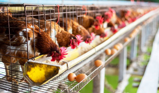 20 Best Small Business Ideas for Women South Africa 5 eggs chickens in cages industrial farm