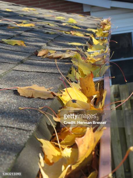 gutter filled leaves - cleaning gutters stock pictures, royalty-free photos & images