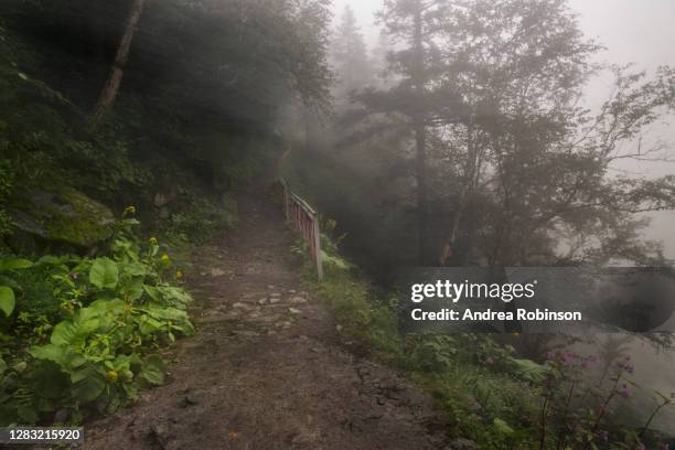 forest pathway with ligularia through mountain mist in the valley of flowers in the himalayas - himalayan birch stock pictures, royalty-free photos & images