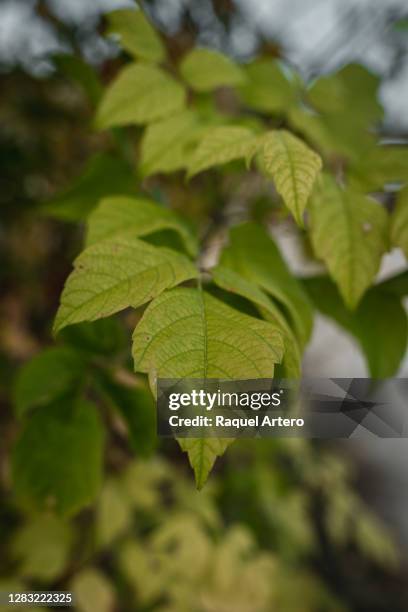 ash leaf maple - ash tree leaf photo vertical stock pictures, royalty-free photos & images