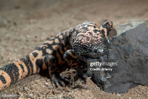 gila monster on a black rock - gila monster stock pictures, royalty-free photos & images