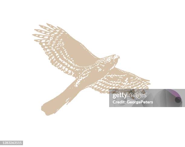 ilustraciones, imágenes clip art, dibujos animados e iconos de stock de vector de arte lineal de un halcón de cooper volando - ave de rapiña