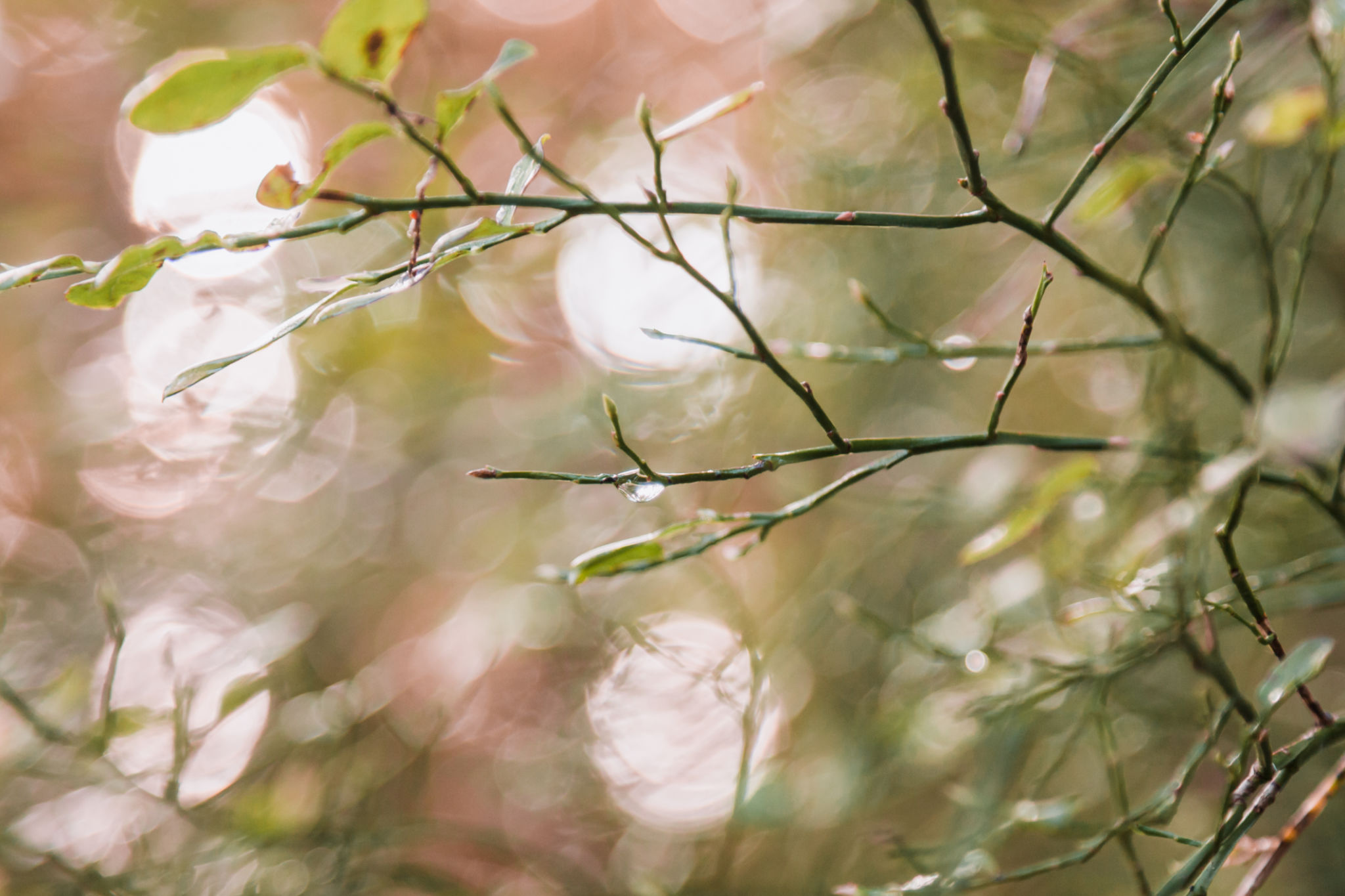 portland seattle spring