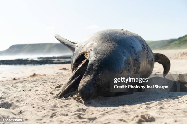 a dead bottle nosed dolphin on a beach - stranded 個照片及圖片檔