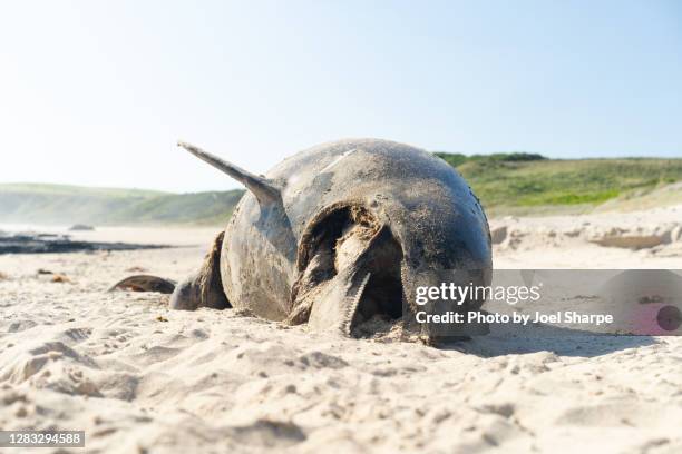 a dead bottle nosed dolphin on a beach - encalhado - fotografias e filmes do acervo