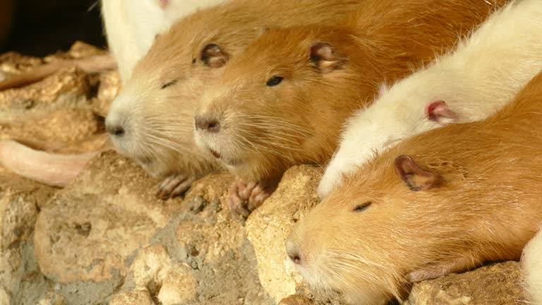 Nutro Rats 59 Rats Family Stock Videos, Footage, & 4K Video Clips - Getty Images