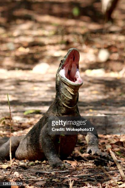 close-up of komodo dragon - monitor lizard stock pictures, royalty-free photos & images
