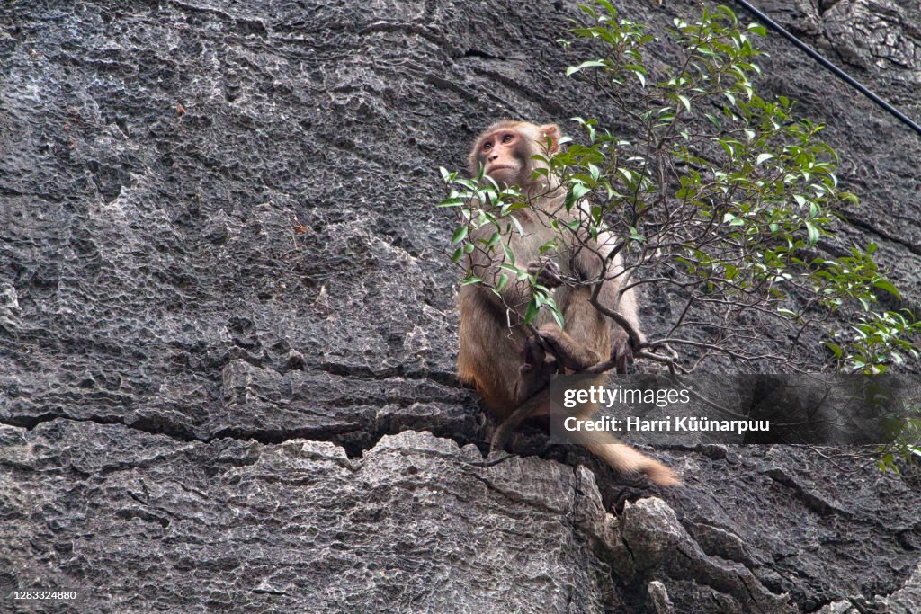 A monkey on a rock