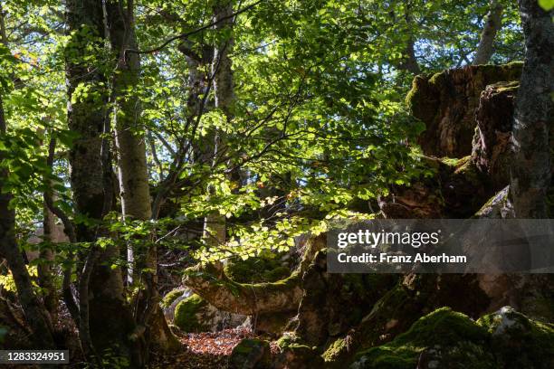 beech forest in abruzzo national park, italy - parque nacional de abruzzo fotografías e imágenes de stock