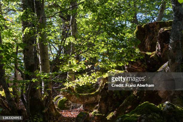 beech forest in abruzzo national park, italy - abruzzo national park stock pictures, royalty-free photos & images