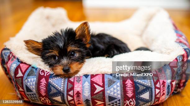 cute little yorkshire terrier puppy lying in bed - yorkshire terrier playing stock pictures, royalty-free photos & images