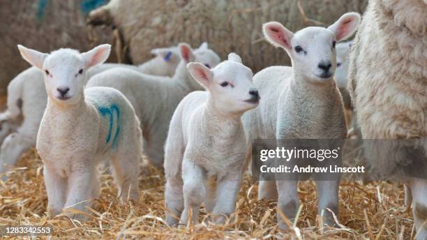 春の農場で生まれ変わった子羊 - lamb ストックフォトと画像