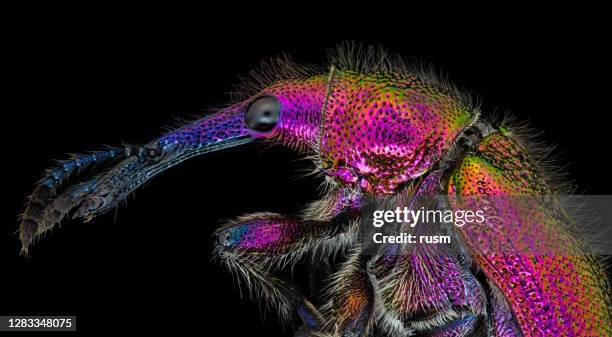 weevil (curculionidae, de kever van de snuit) onder microscoop macroportret, dat op zwarte achtergrond wordt geïsoleerd - scherp stockfoto's en -beelden