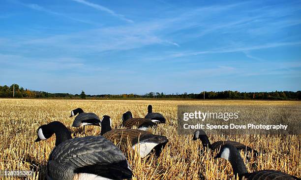 geese in corn field - grande prairie alberta photos et images de collection