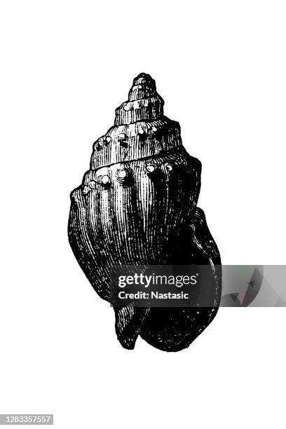 tertiary era fossil nassa contorta, elating to or denoting the first period of the cenozoic era, between the cretaceous and quaternary periods, and comprising the paleogene and neogene subperiods - tertiary period stock illustrations