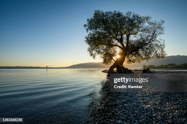 schöner baum am strand bei sonnenaufgang - stabilität stock-fotos und bilder