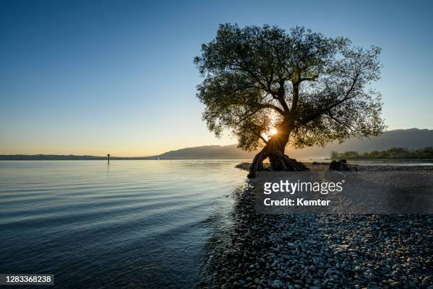 beautiful tree at the beach at sunrise - single tree stock pictures, royalty-free photos & images