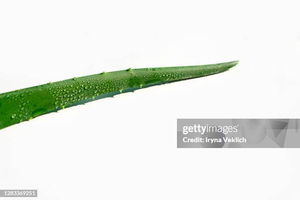 aloe vera beauty products. - aloe vera gel stock-fotos und bilder