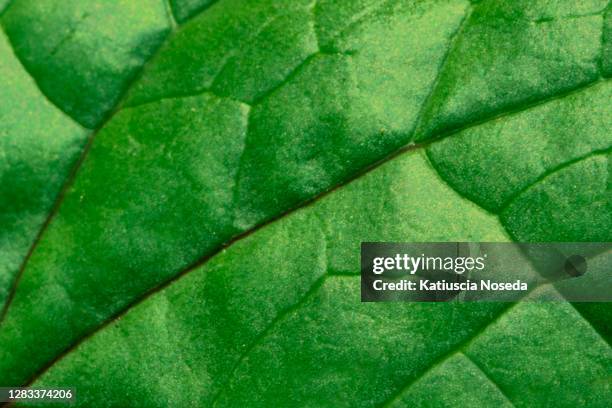 wallpaper - spinach stock pictures, royalty-free photos & images