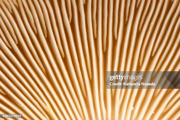 wallpaper - fungus gill stock pictures, royalty-free photos & images