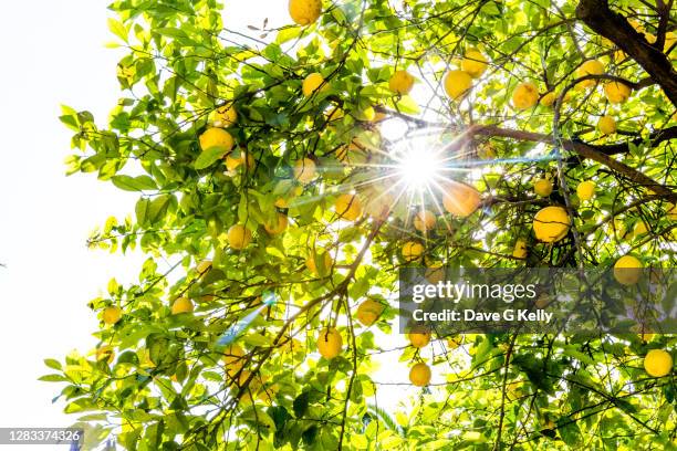 lemon tree with sunburst - citrus limon foto e immagini stock