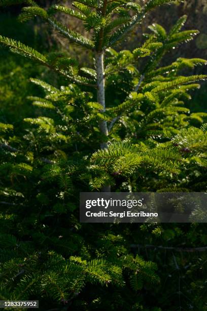 abies alba, the european silver fir or silver fir - korktanne stock-fotos und bilder