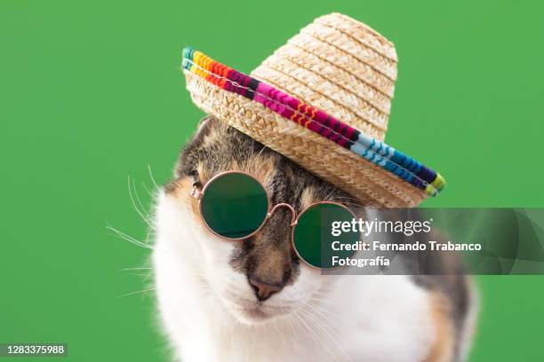 cat with mexican hat and sunglasses - mexican hat fotografías e imágenes de stock