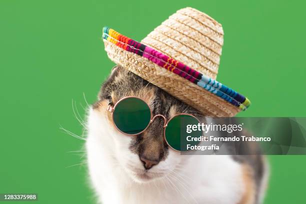 cat with mexican hat and sunglasses - sombrero stock pictures, royalty-free photos & images