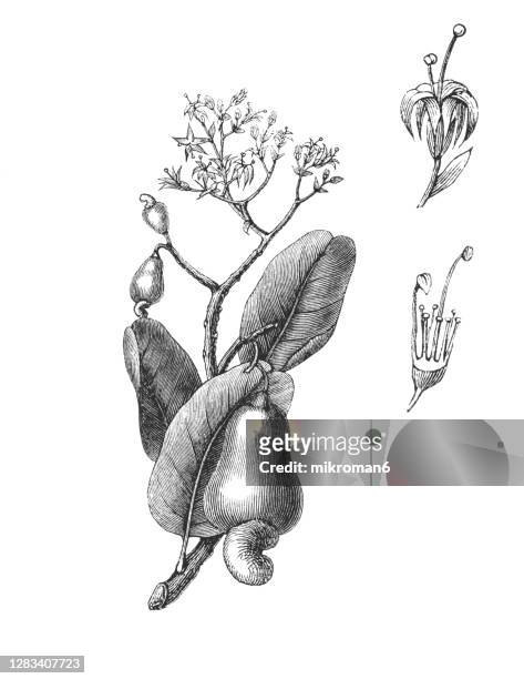 old engraved illustration of botany, the cashew tree (anacardium occidentale) - cashew illustration stock pictures, royalty-free photos & images