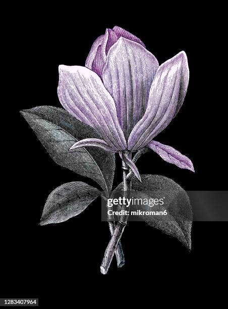 Magnolia Roots Roots Cross Section Drawing Photos and Premium High Res Pictures ...