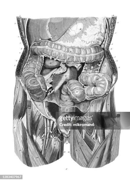 old engraved illustration of the human abdomen, internal organs - menschliche leber stock-fotos und bilder