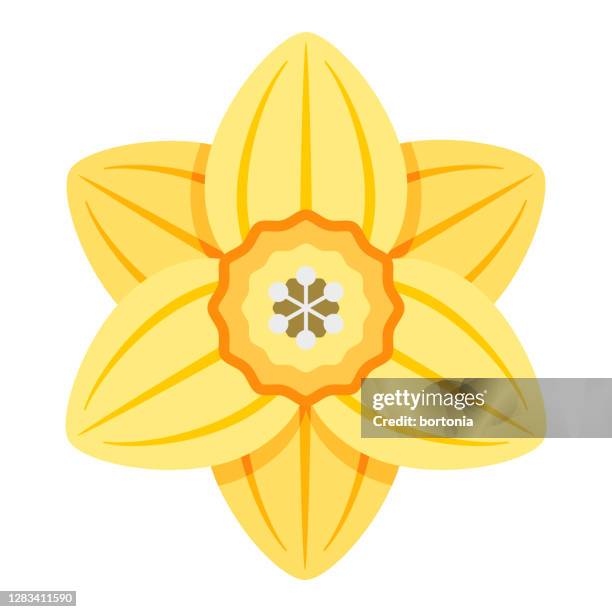 narzissen-symbol auf transparentem hintergrund - daffodil stock-grafiken, -clipart, -cartoons und -symbole