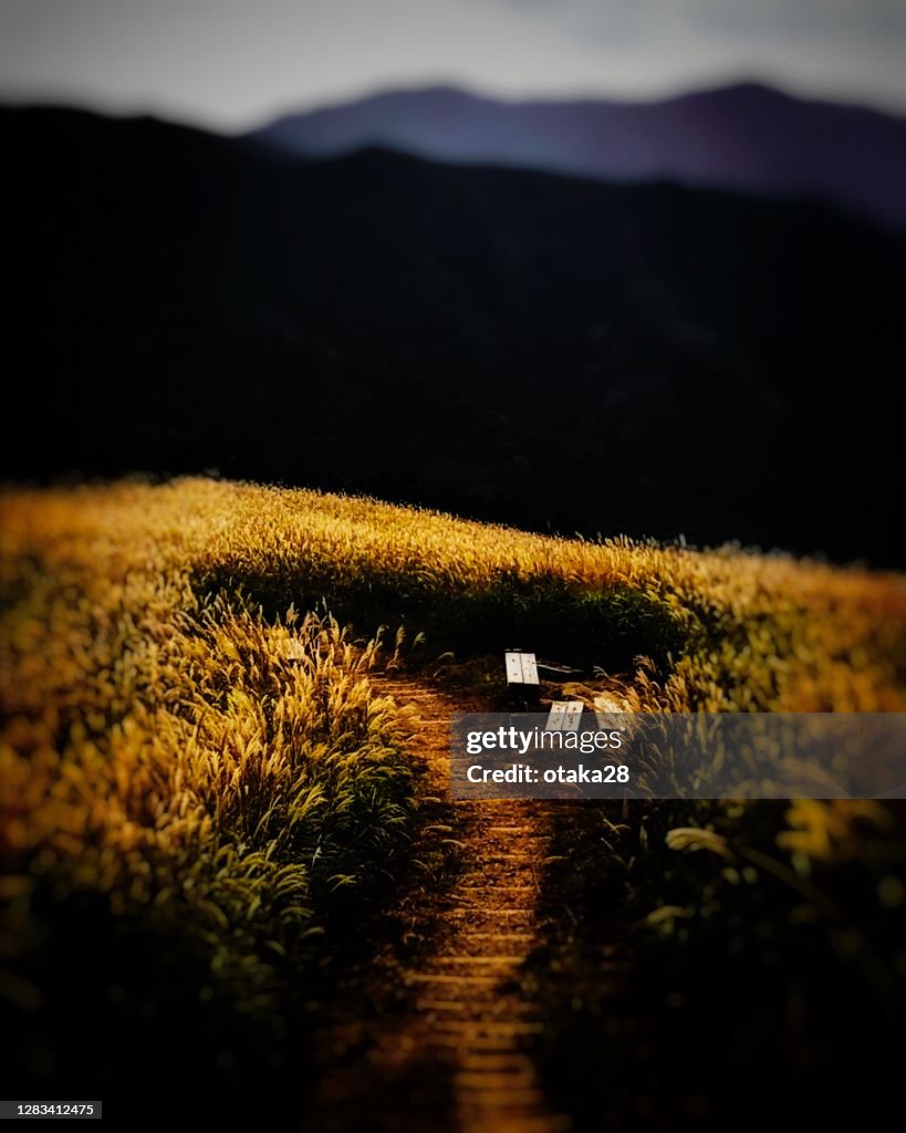 Autumn leaves in Japan (Mt. Iwawaki)