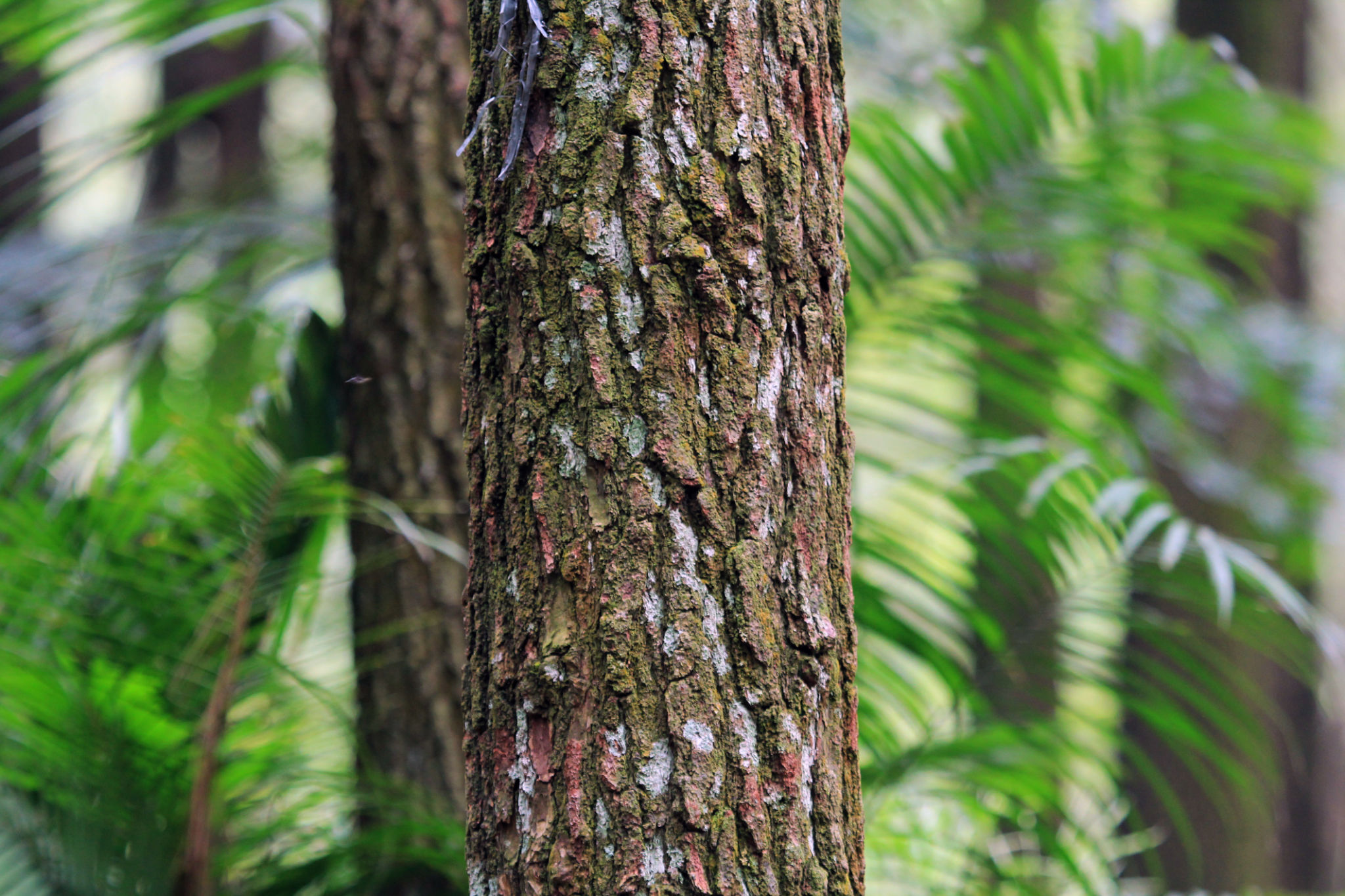 mimosa hostilis bark