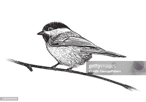 chickadee - beak stock illustrations