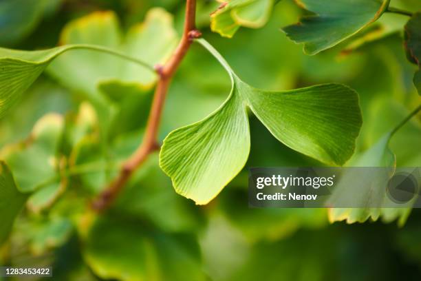 texture of ginkgo biloba (maidenhair tree) - ginkgo stockfoto's en -beelden