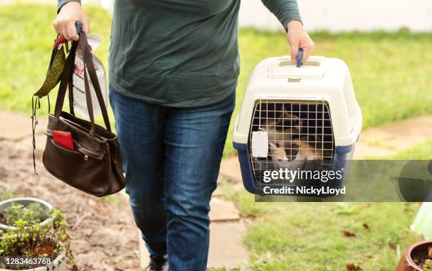 woman bringing adopted kittens home in a pet carrier - pet carrier stock pictures, royalty-free photos & images