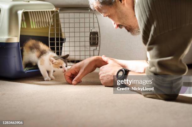 chaton prenant ses premiers pas dans sa nouvelle maison pour toujours - adoption photos et images de collection