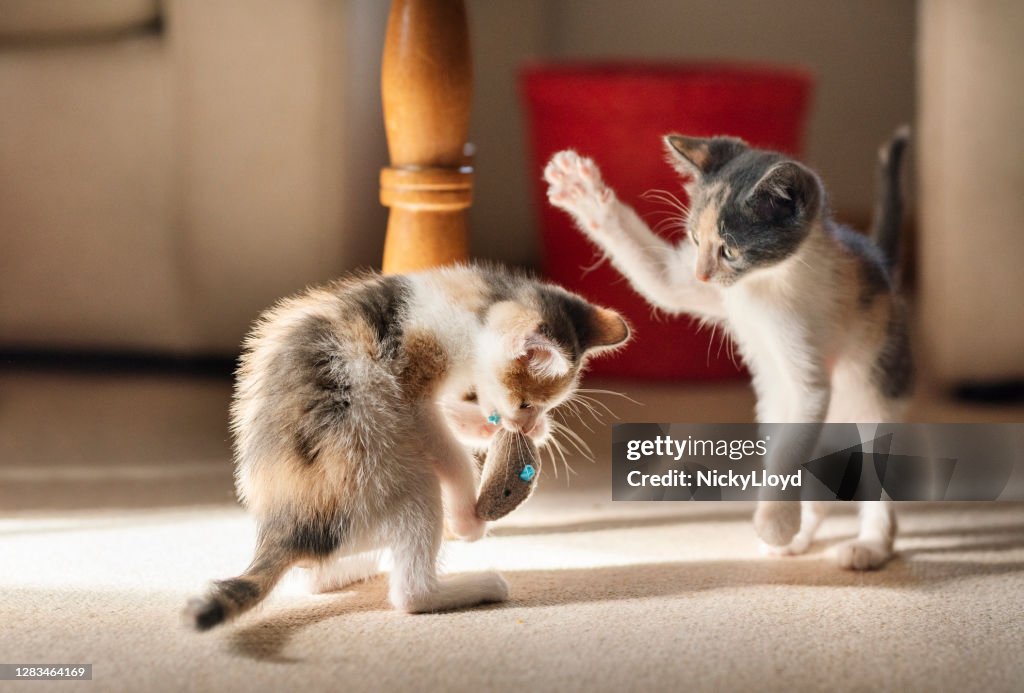 Due simpatici gattini giocano a combattere con un giocattolo a casa