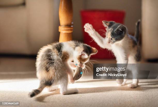 two cute kittens play fighting with a toy at home - playful cat stock pictures, royalty-free photos & images