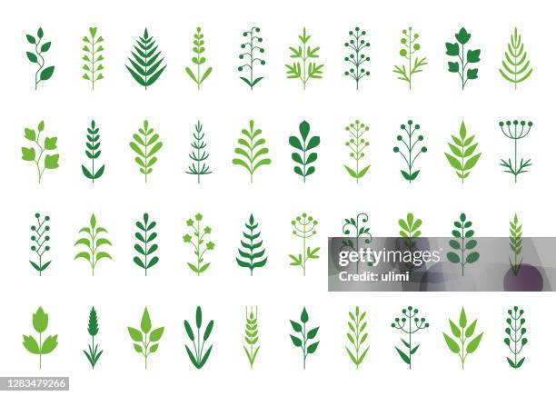 ilustraciones, imágenes clip art, dibujos animados e iconos de stock de conjunto de iconos de plantas - simetria