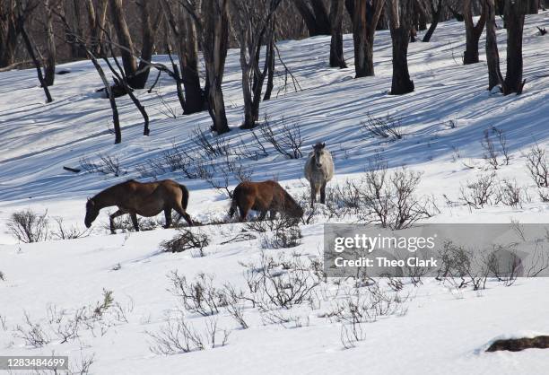 Brumby Rearing 140 Wild Brumbies Stock Photos, High-Res Pictures, and Images - Getty ...