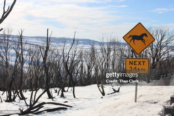 brumby sign at sawyers hill - australia fires horse stock pictures, royalty-free photos & images