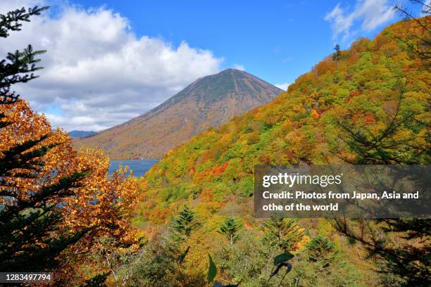 autumn leaf color of lake chuzenji and mt. nantai, nikko national park - toxicodendron diversilobum stock pictures, royalty-free photos & images