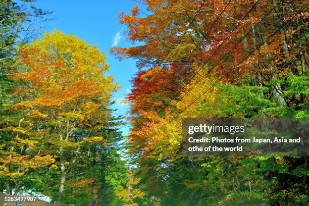 autumn leaf color of lake chuzenji and mt. nantai, nikko national park - toxicodendron diversilobum stock pictures, royalty-free photos & images