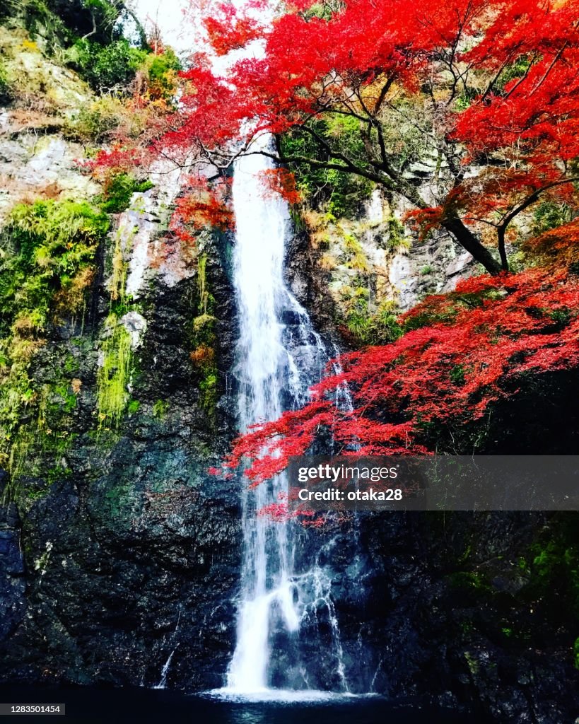 Autumn leaves in Japan (Mino Waterfall)